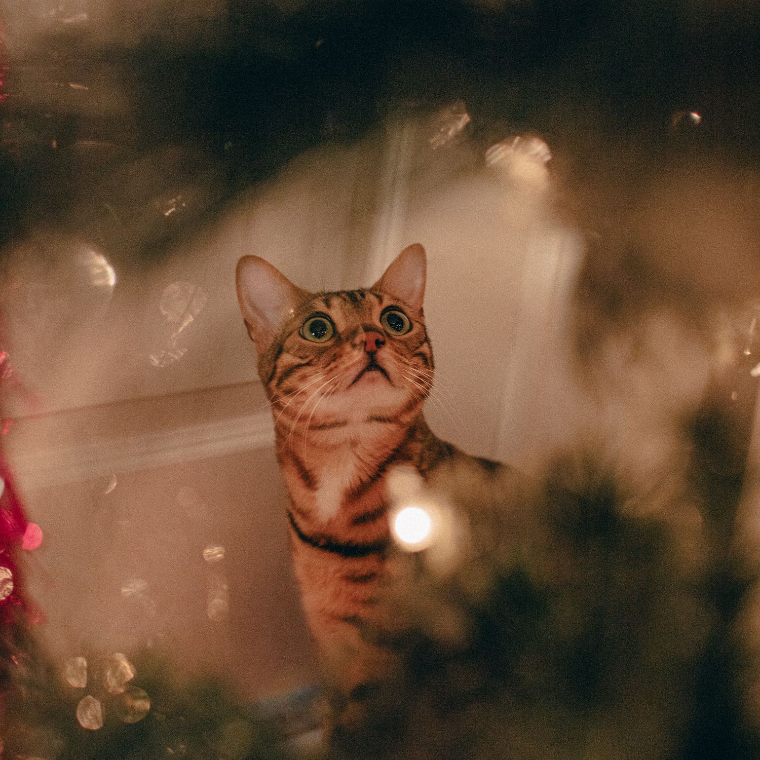 Close up portrait of a Bengal cat with wide eyes looking up against a dreamy bokeh background.