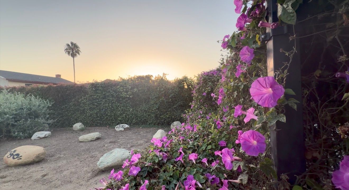 Purple bougainvillea flowers bloom against a desert garden at sunset with a palm tree silhouette in the background.