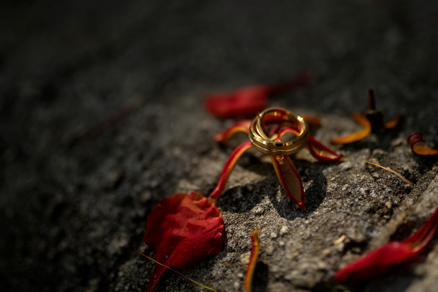 Two gold wedding rings resting on a dark stone surface surrounded by scattered red rose petals.