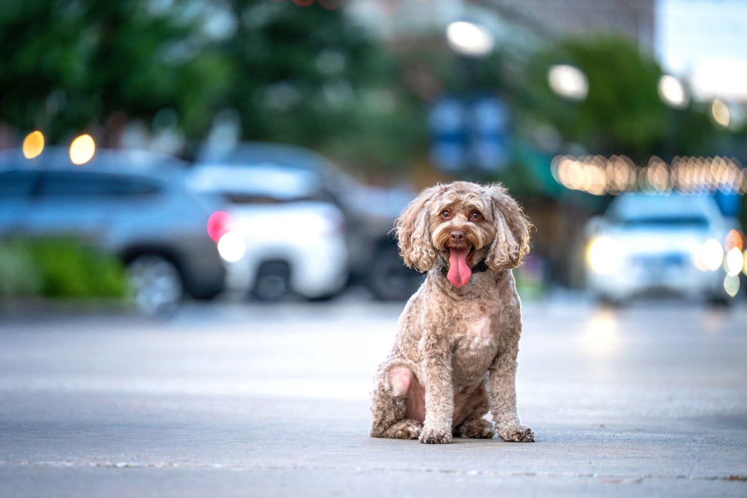 A brown shaggy dog sitting on a sidewalk with blurred city lights in the background.