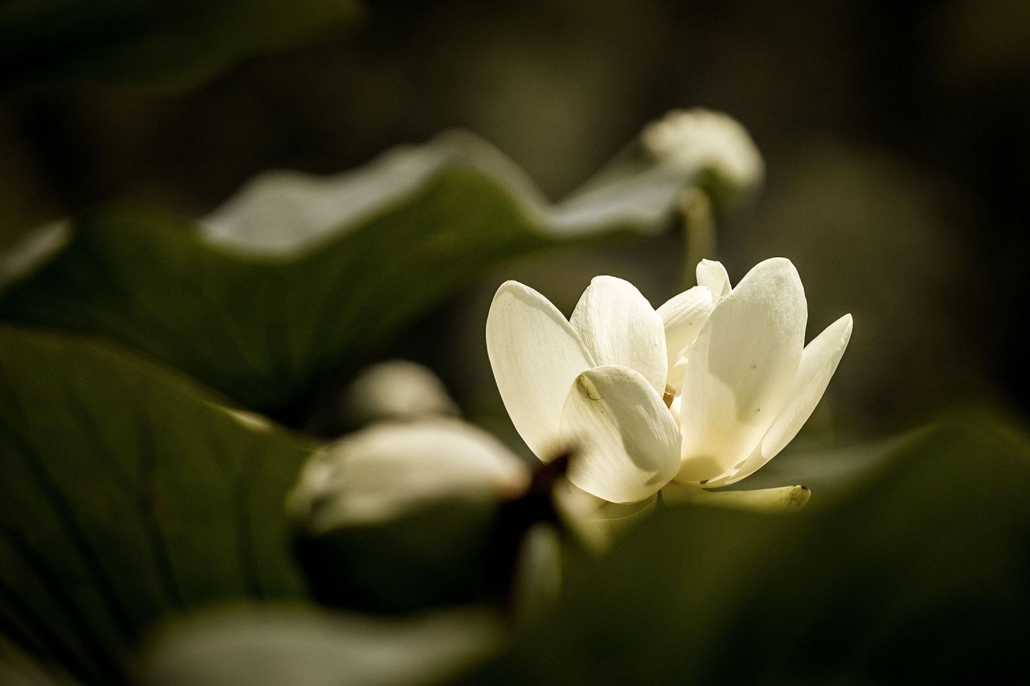 water lily on lake niangua
