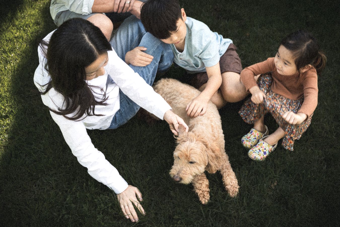 Family of four sitting on grass, petting a fluffy golden doodle dog together outdoors.