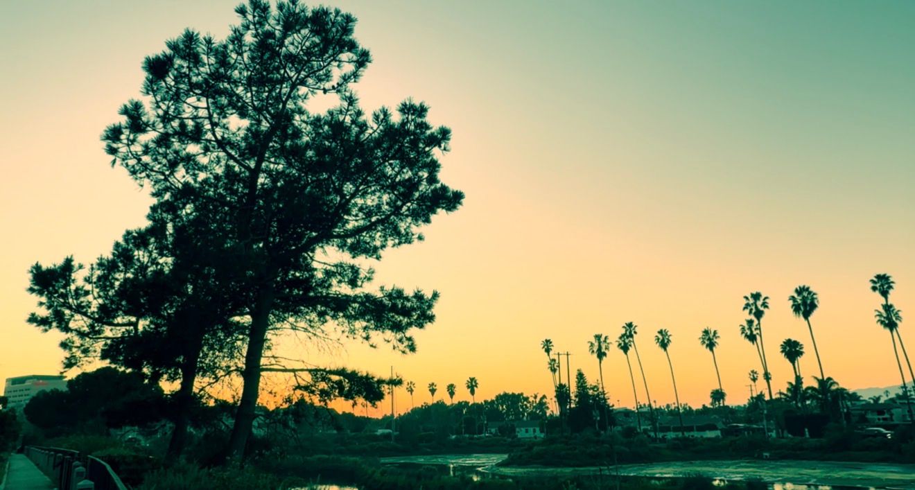A scenic panoramic view of silhouetted palm trees and a lone tree against a vibrant sunset sky.