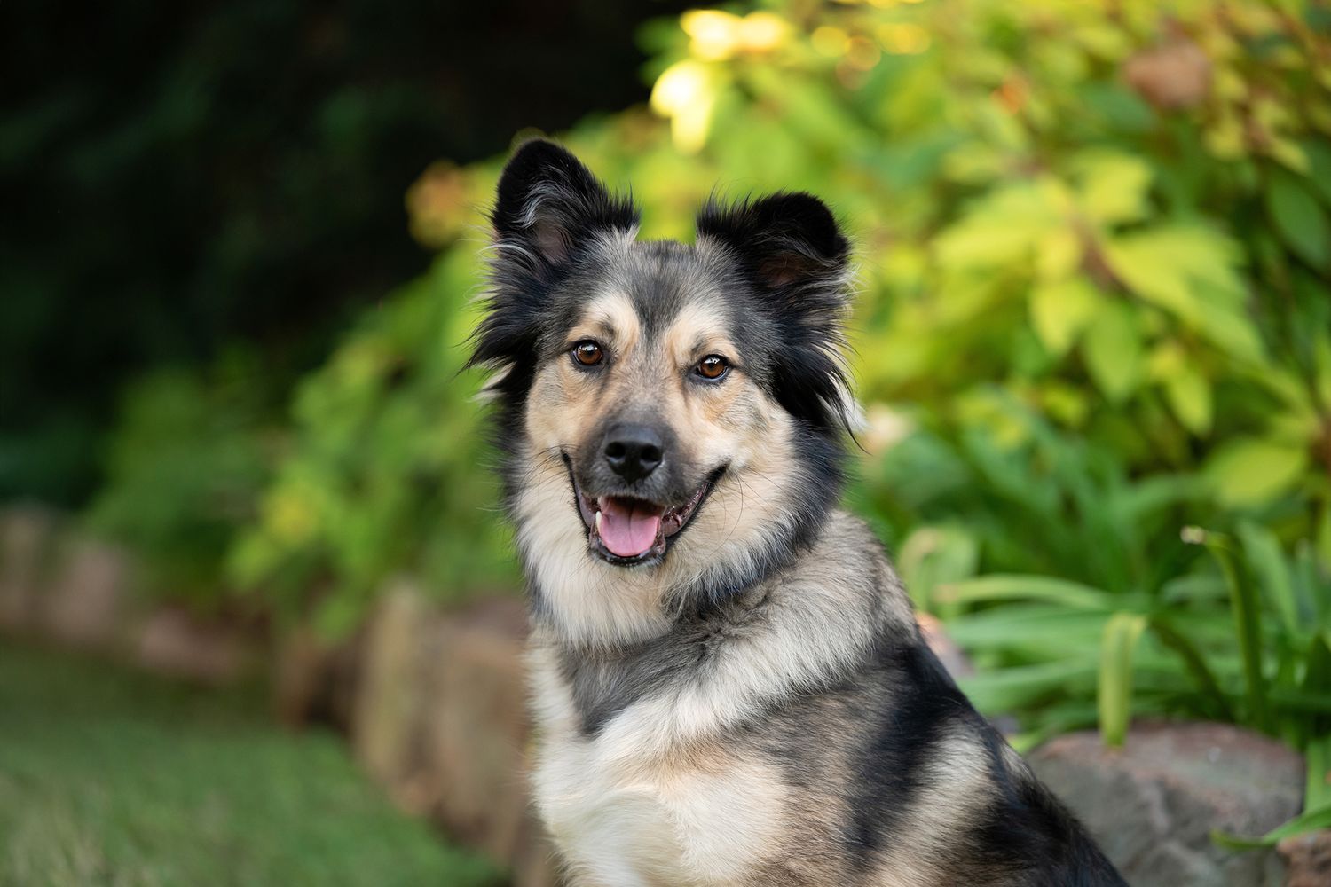 Fluffy black and white dog with perked ears and a happy expression sits in a lush green garden setting.