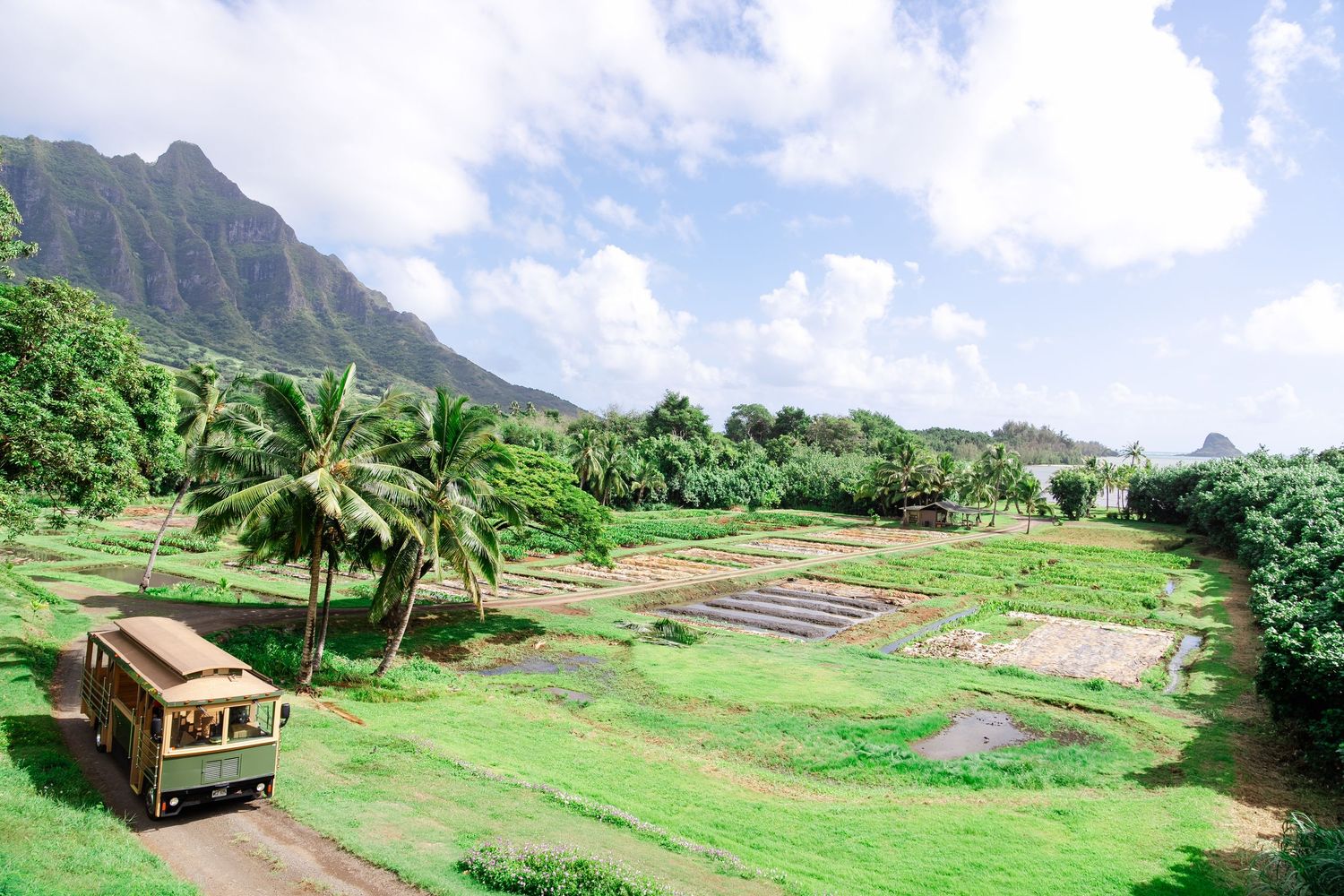 Scenic panoramic view of lush green mountains and valleys with palm trees in Hawaii during a sunny day.