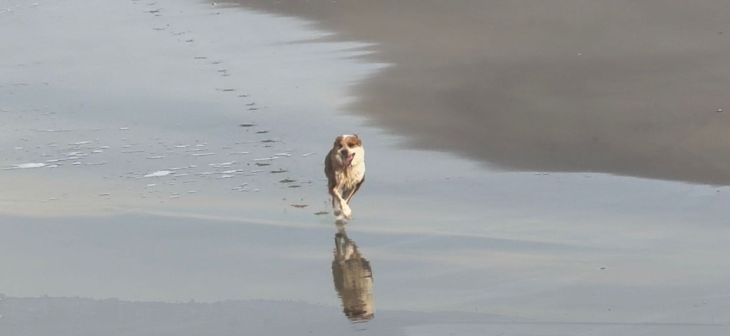 A small owl perches attentively on a wooden post at the beach with waves crashing in the background.