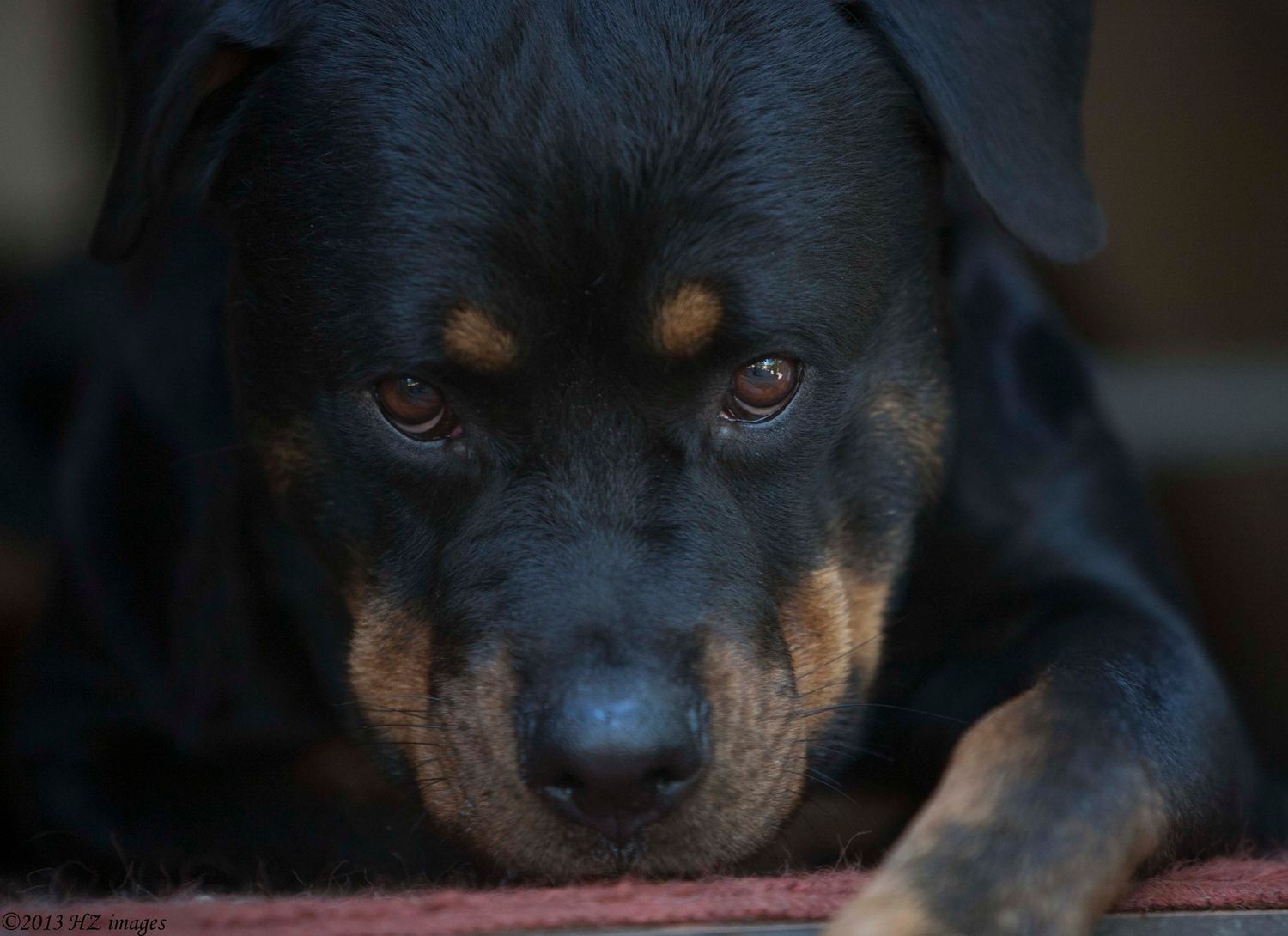 Tampa dog photographer creating fine-art portraits