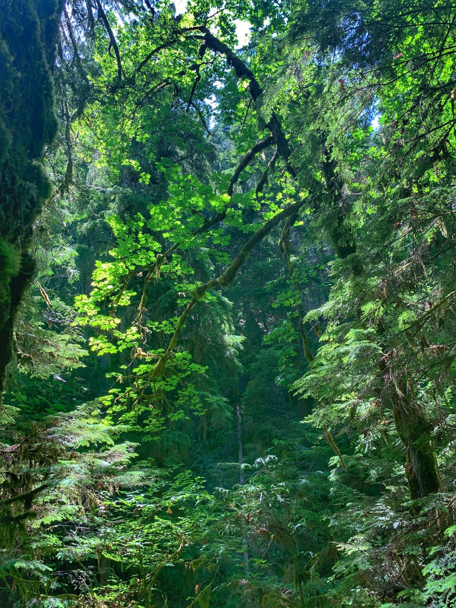 Lush green forest canopy with sunlight filtering through dense evergreen trees and foliage in a natural woodland setting.