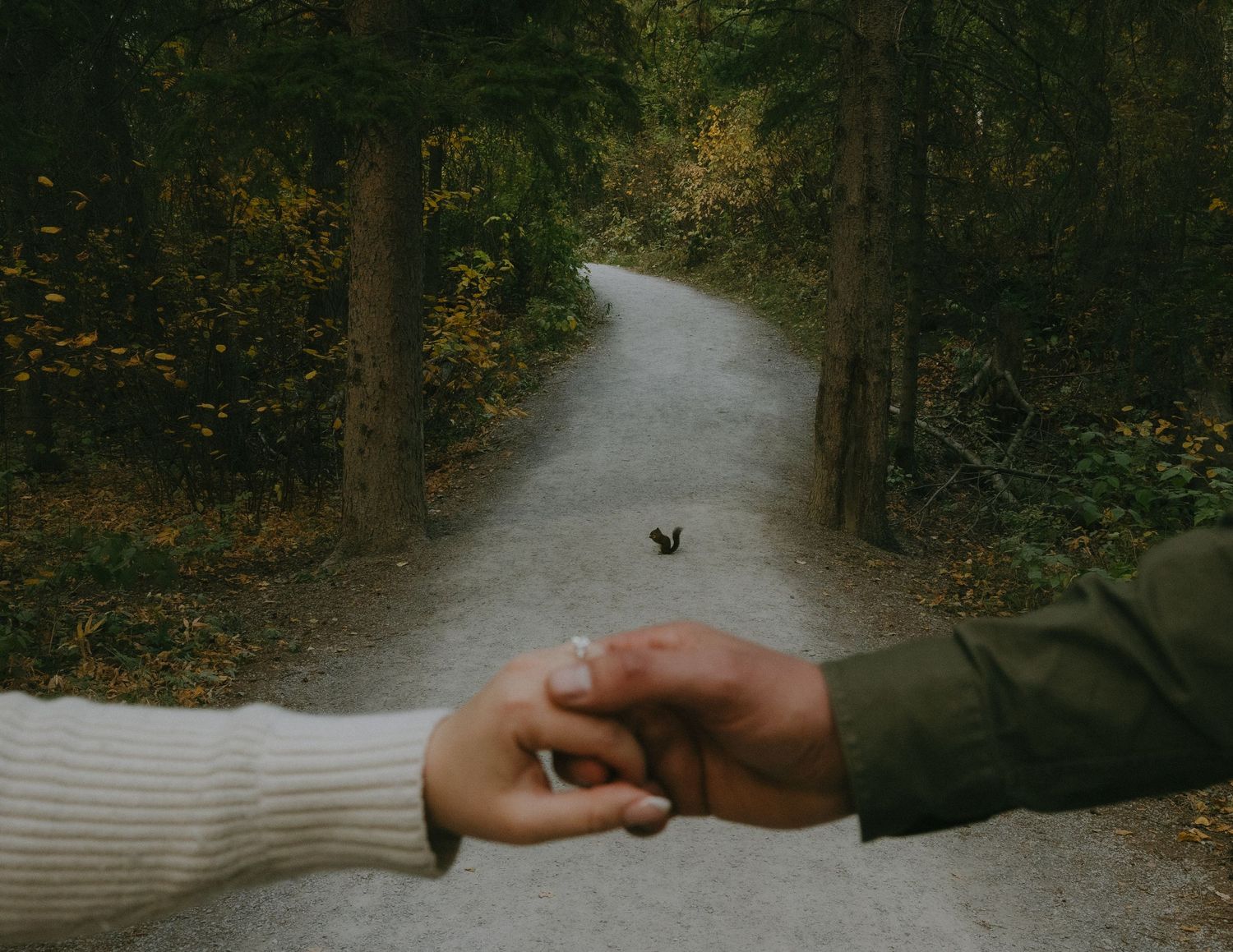 A couple embraces in a scenic autumn field with evergreen trees and golden foliage in the background.