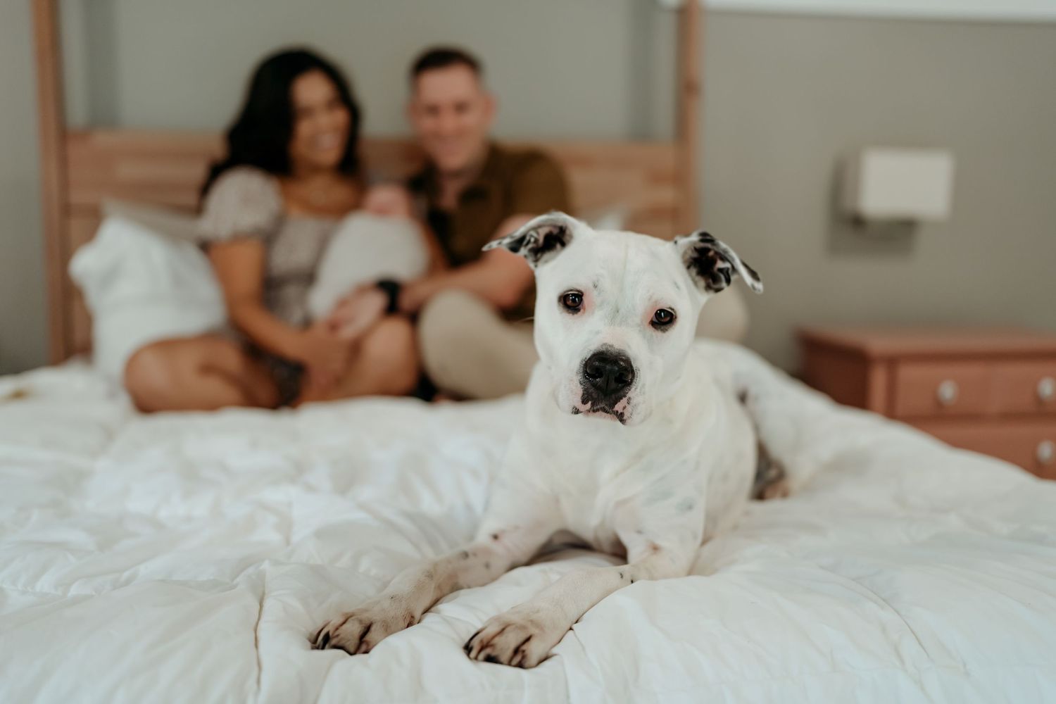 A white Jack Russell terrier puppy rests comfortably on a soft bed with beige bedding.