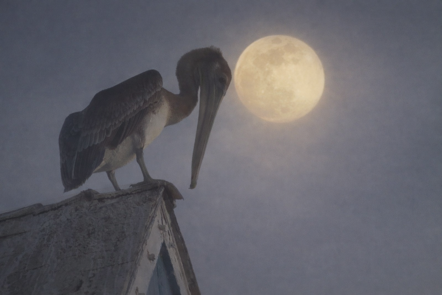 A silhouetted pelican perches on a rooftop against a misty full moon in the night sky.