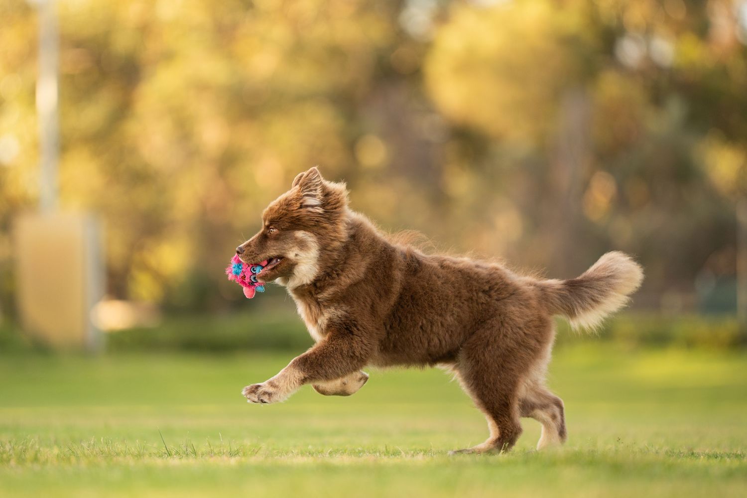 Brown Finnish Lapphund dog leaping through the air with a pink toy in its mouth on a sunny day.