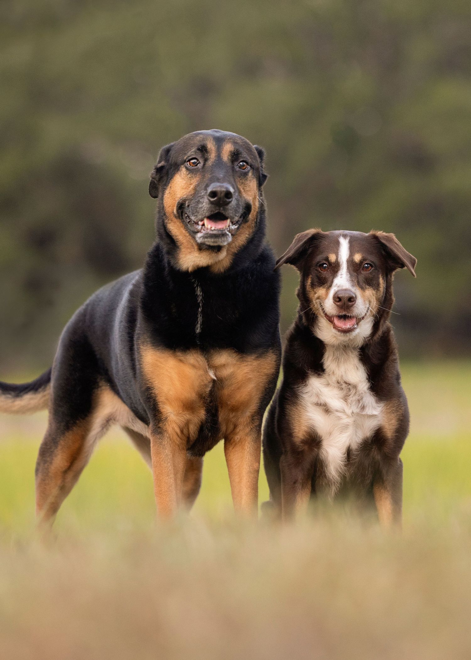 Tampa dog photographer creating fine-art portraits