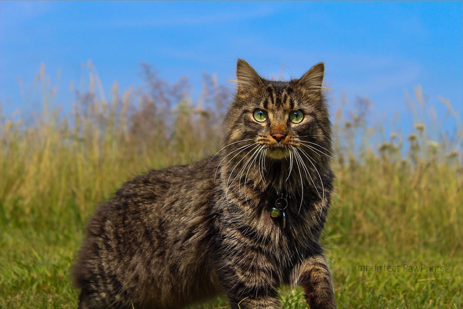 A fluffy tabby cat with green eyes sits alertly in a grassy field under a blue sky.