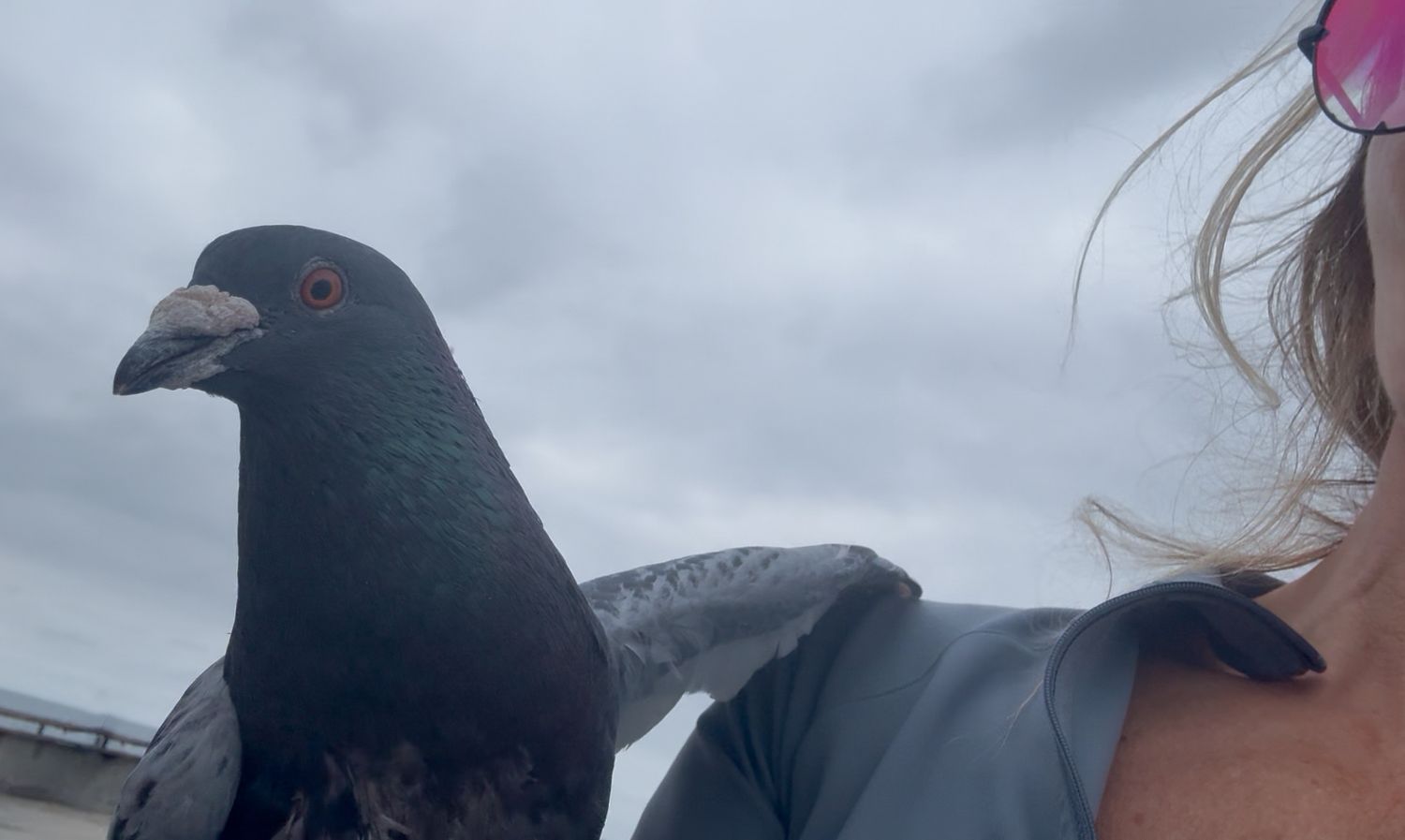 A close-up view of a dark iridescent pigeon with a curved beak against a cloudy sky.