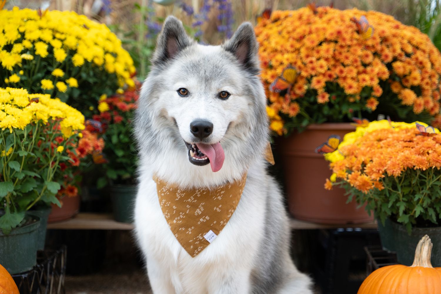 Happy huskimo dog posing with orange and yellow autumn mums in a fall garden setting.