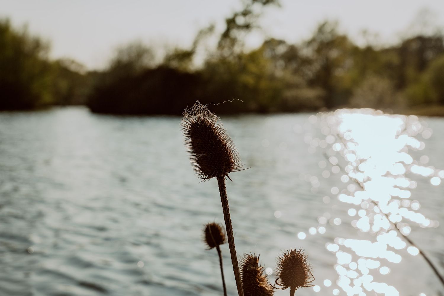 Dandelion flower heads silhouetted against a bright, shimmering lake surface with bokeh light effects.