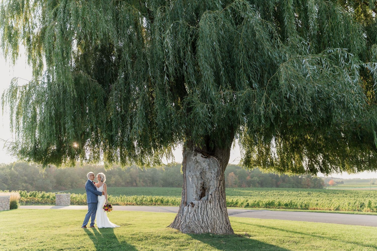 Large weeping willow tree spreads its branches over a grassy lawn area.