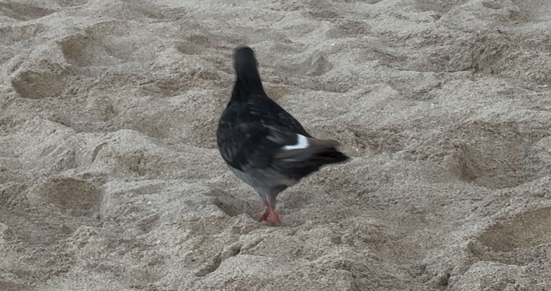 Beach Seagull Triptych: Six sequential photos showing gull behavior on sandy shore in natural lighting.