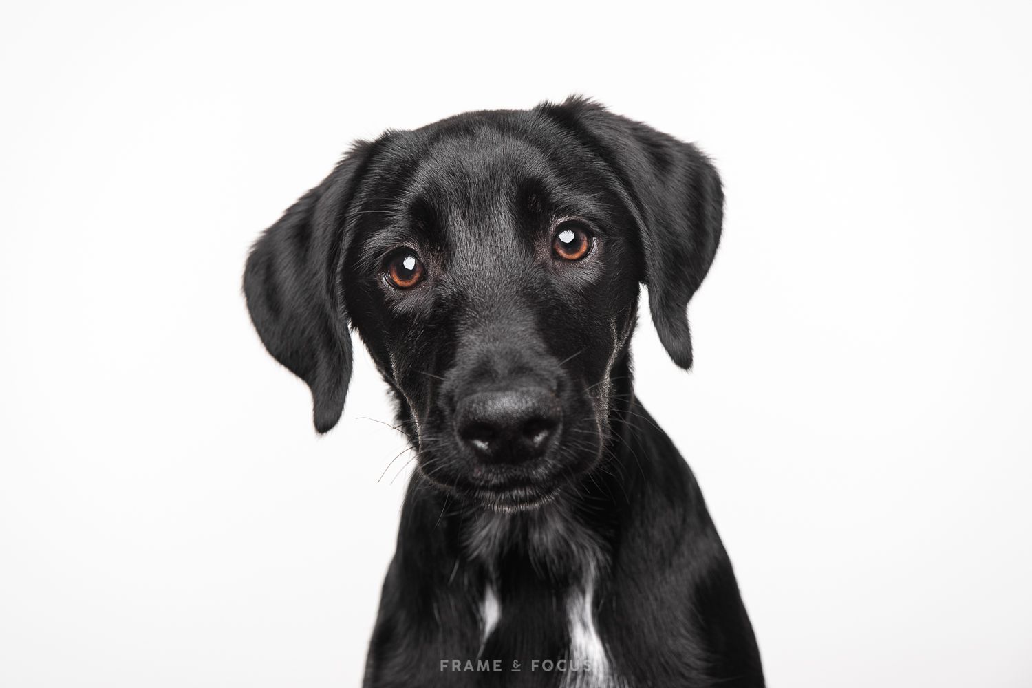 Labradormix puppy portret witte achtergrond