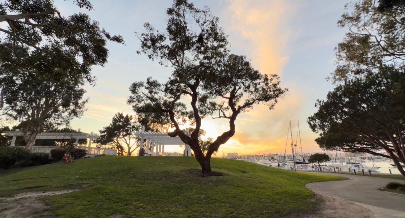 A panoramic view of coastal trees and pathways at sunset with golden light illuminating the horizon.
