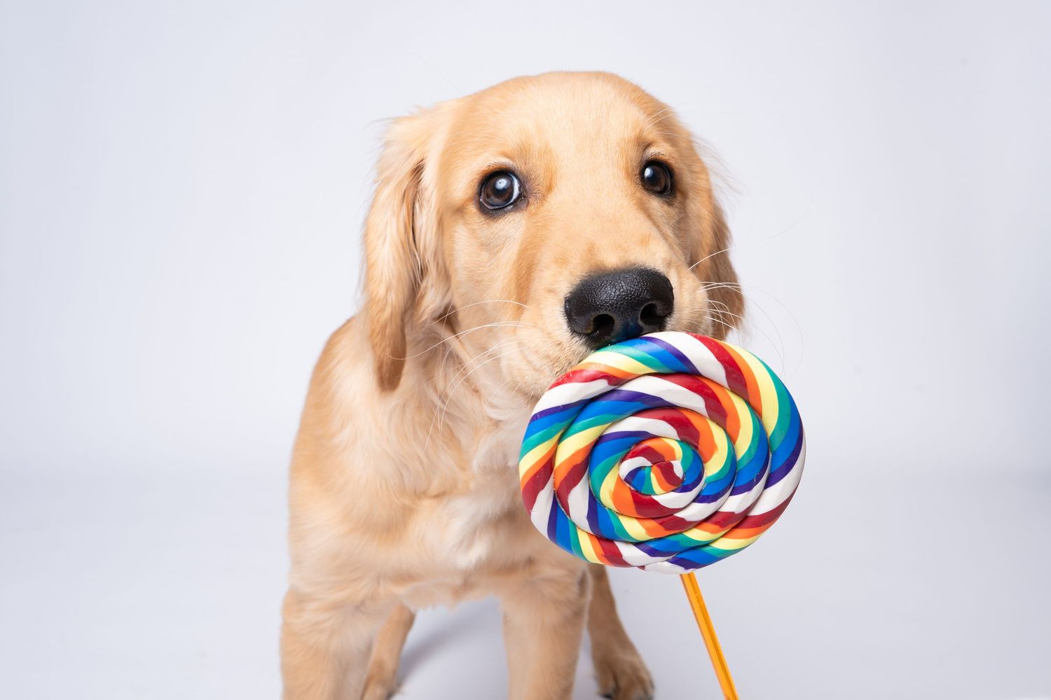 A golden retriever puppy with a colorful rainbow swirl lollipop in its mouth against a white background.
