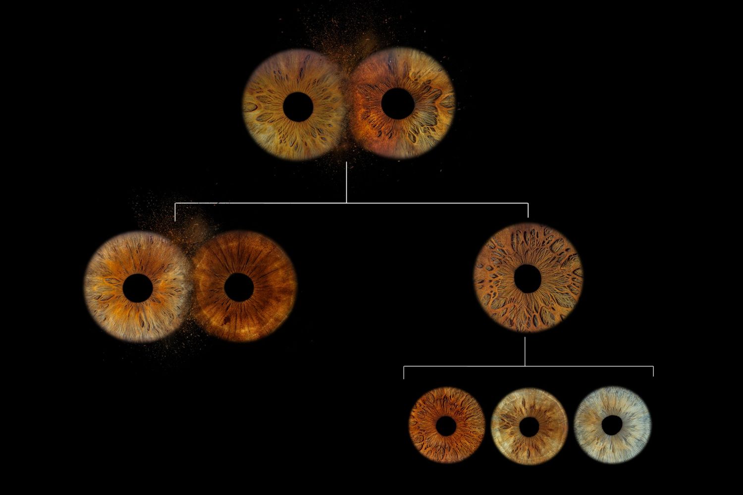 Artistic diagram showing eye color genetics inheritance pattern with brown and blue iris variations on black background.