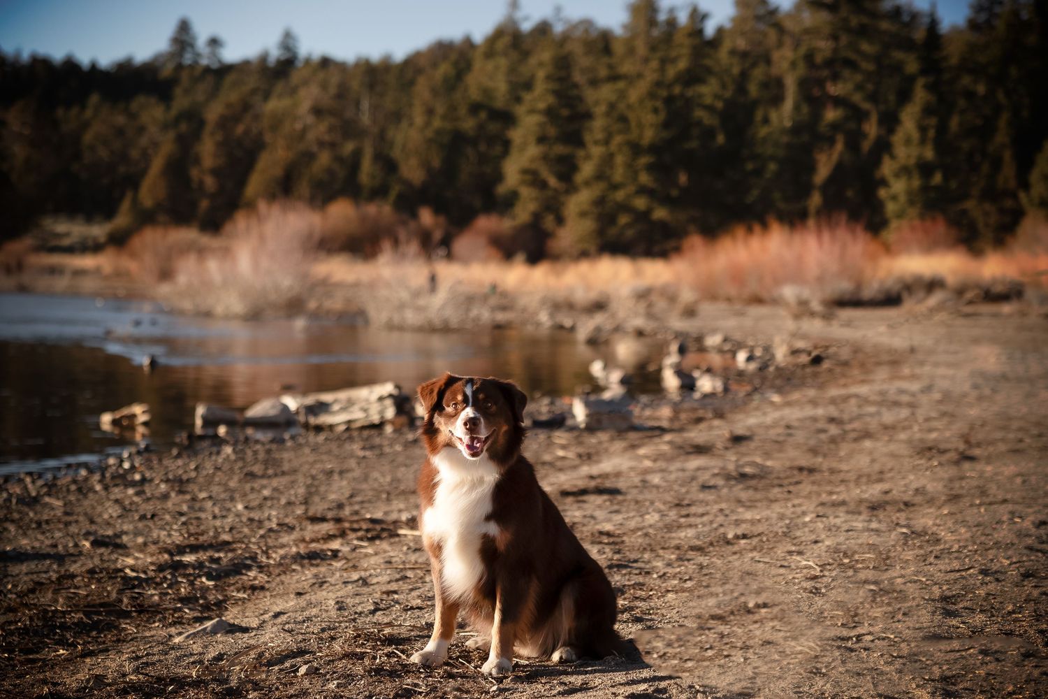 A dog sits on a trail by a lake with evergreen trees and brown grasses in the background during golden hour.