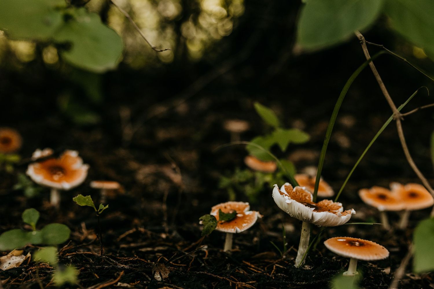 Small orange mushrooms growing on dark soil in a forest setting with green foliage in soft natural lighting.