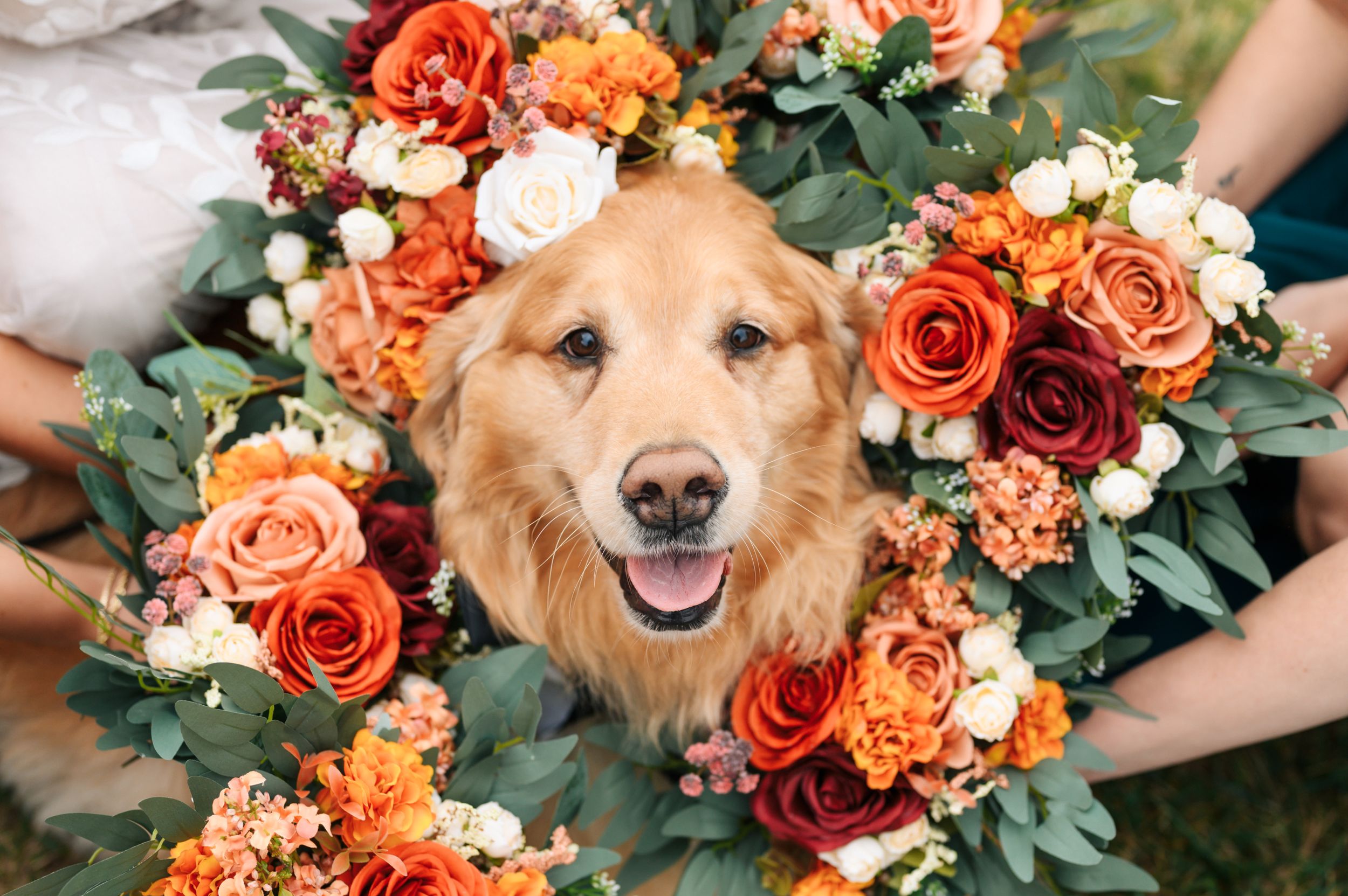 Happy golden retriever dog smiling through wreath made of orange and red roses with green foliage.