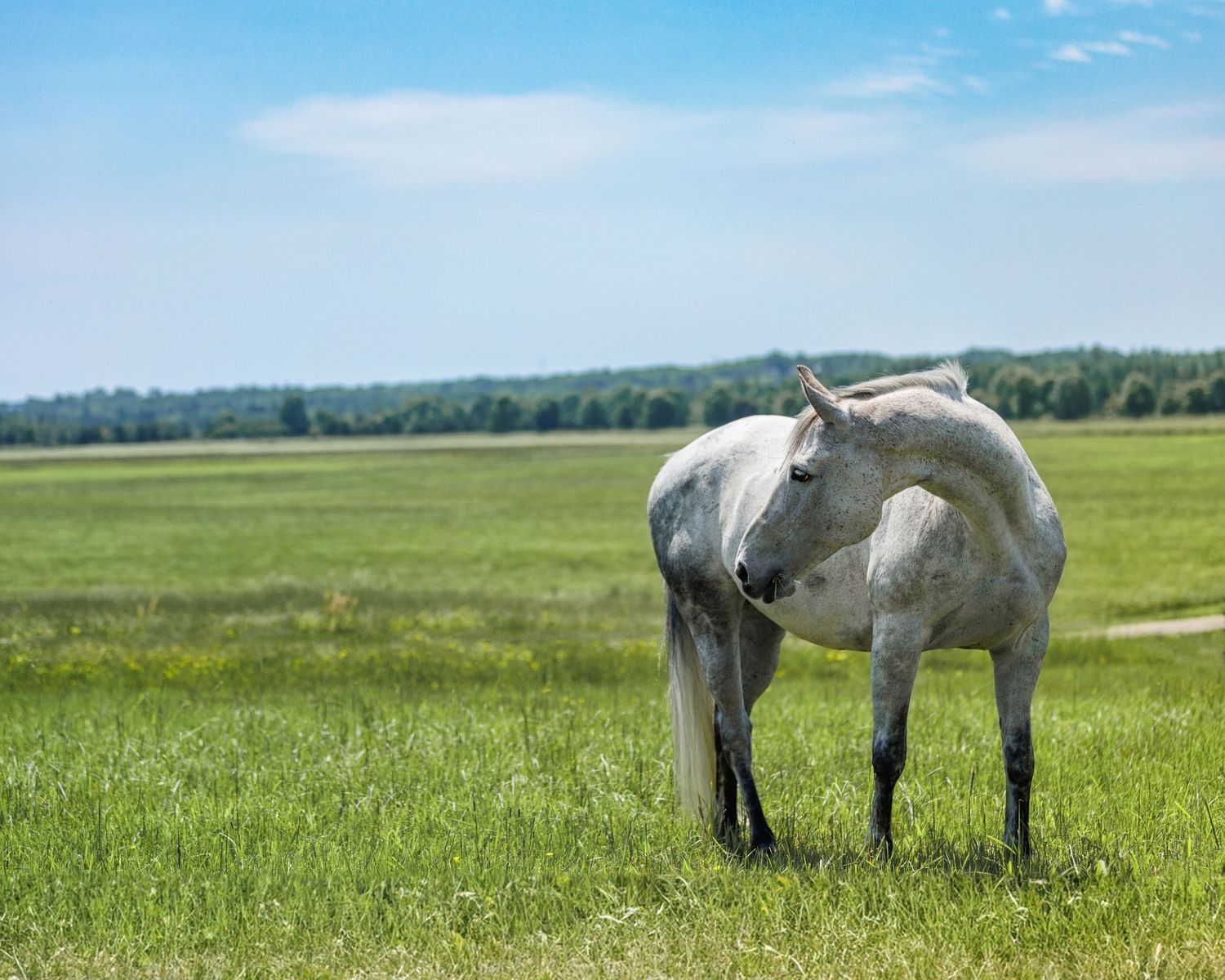 Image of horse to illustrate how to crop photos in a blog