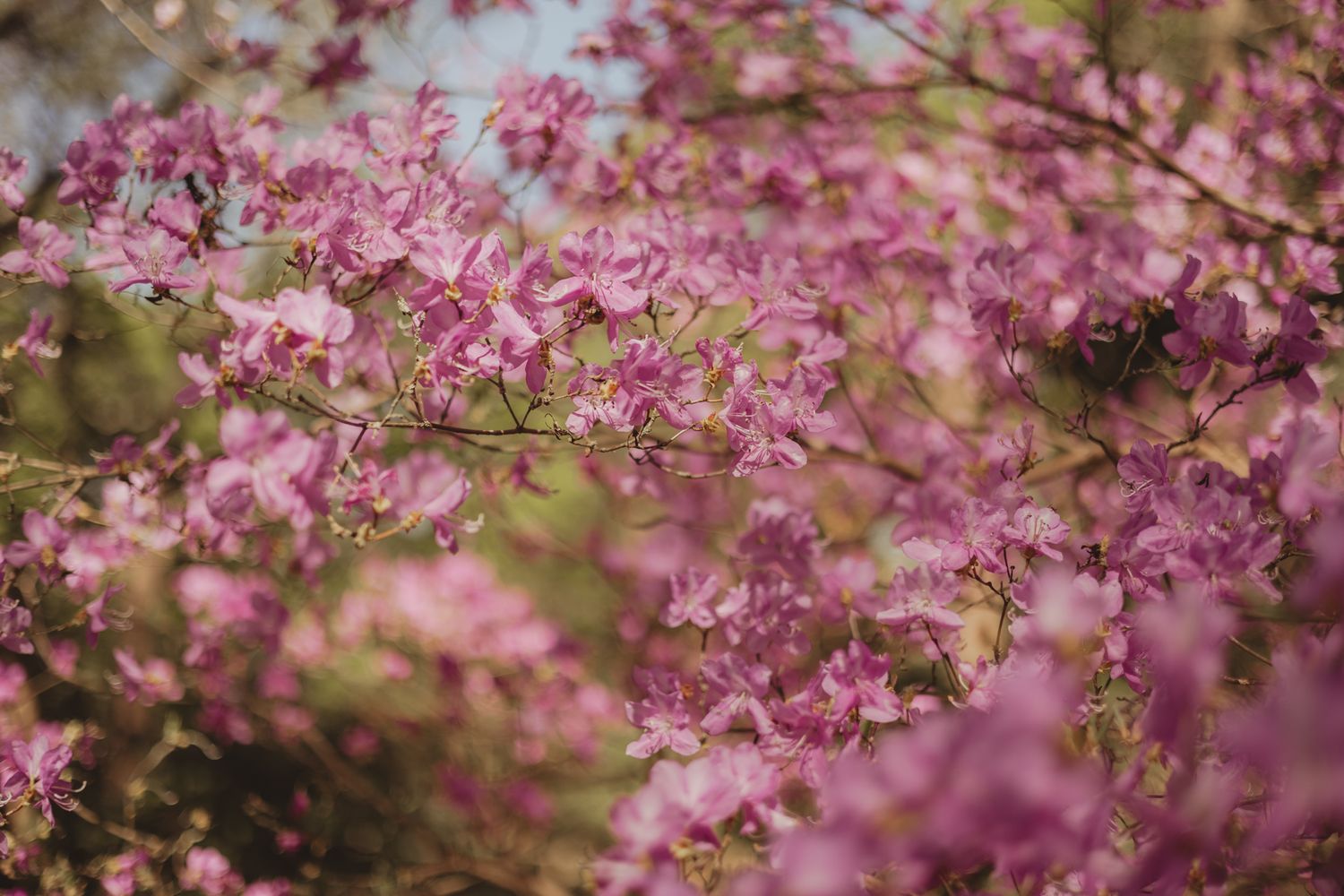 Delicate pink cherry blossoms blooming on branches against a soft blurred background in springtime.