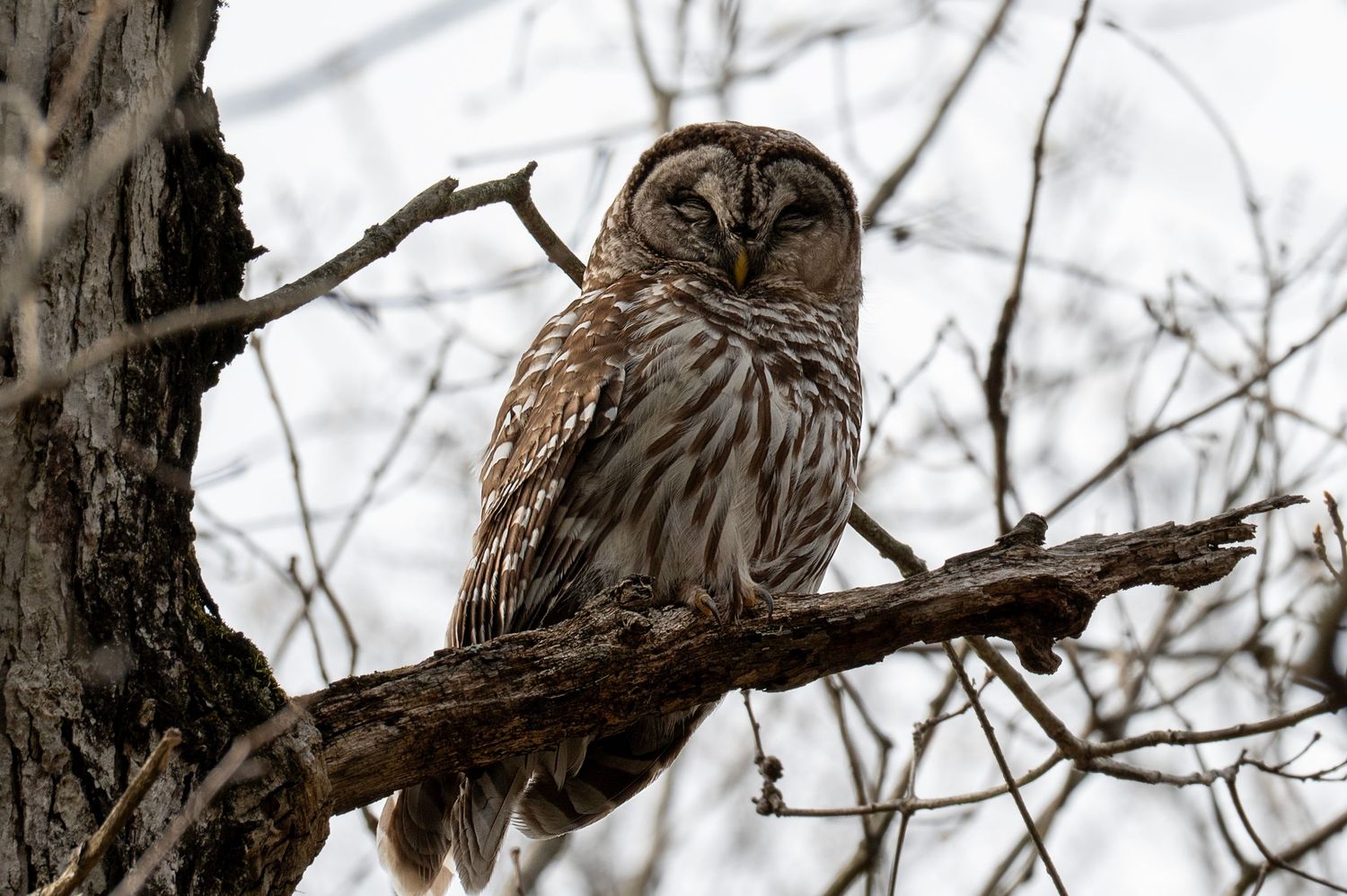 Barred owl perched on tree branch during winter.