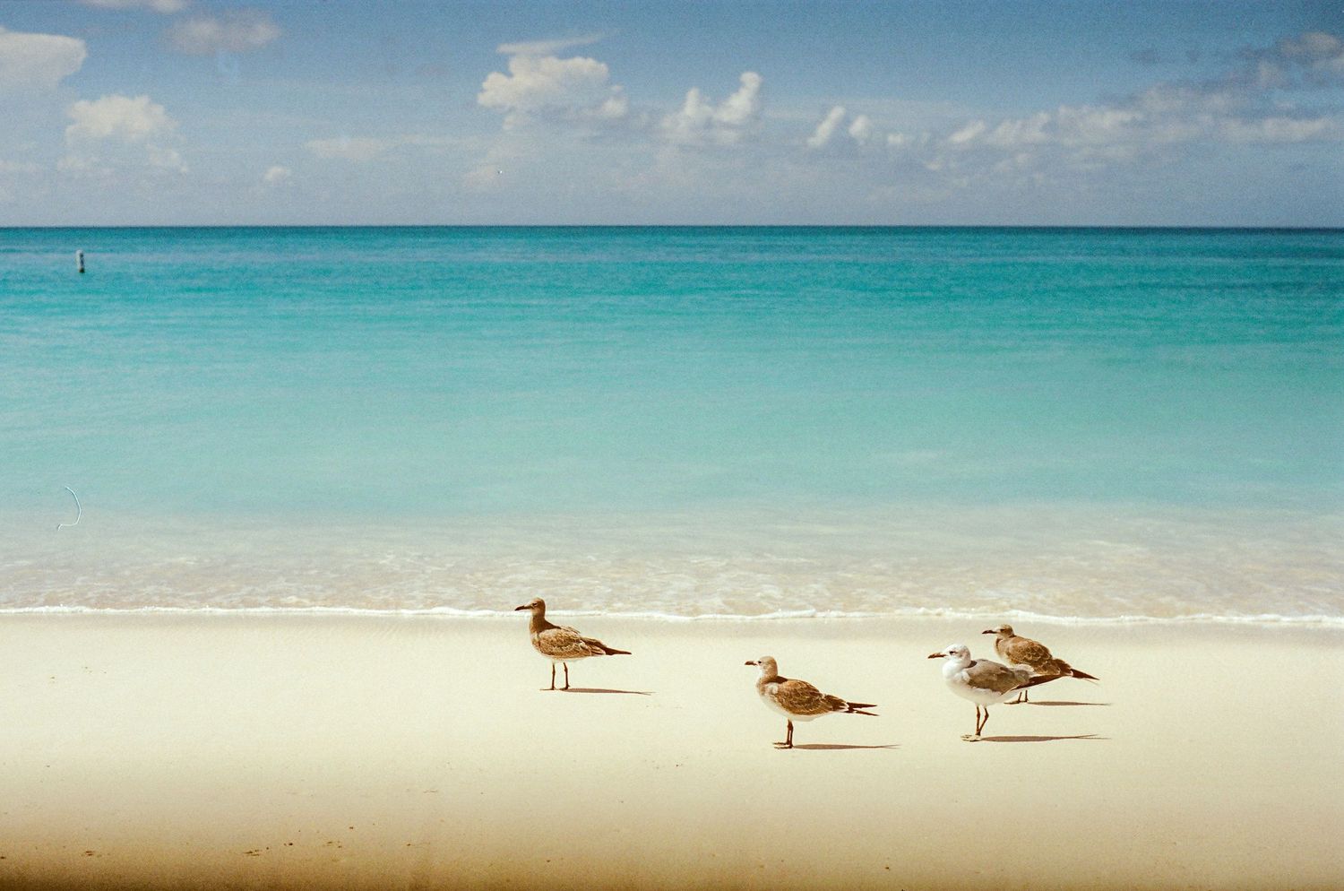 Three sandpipers walking along a tropical beach with crystal clear turquoise water.