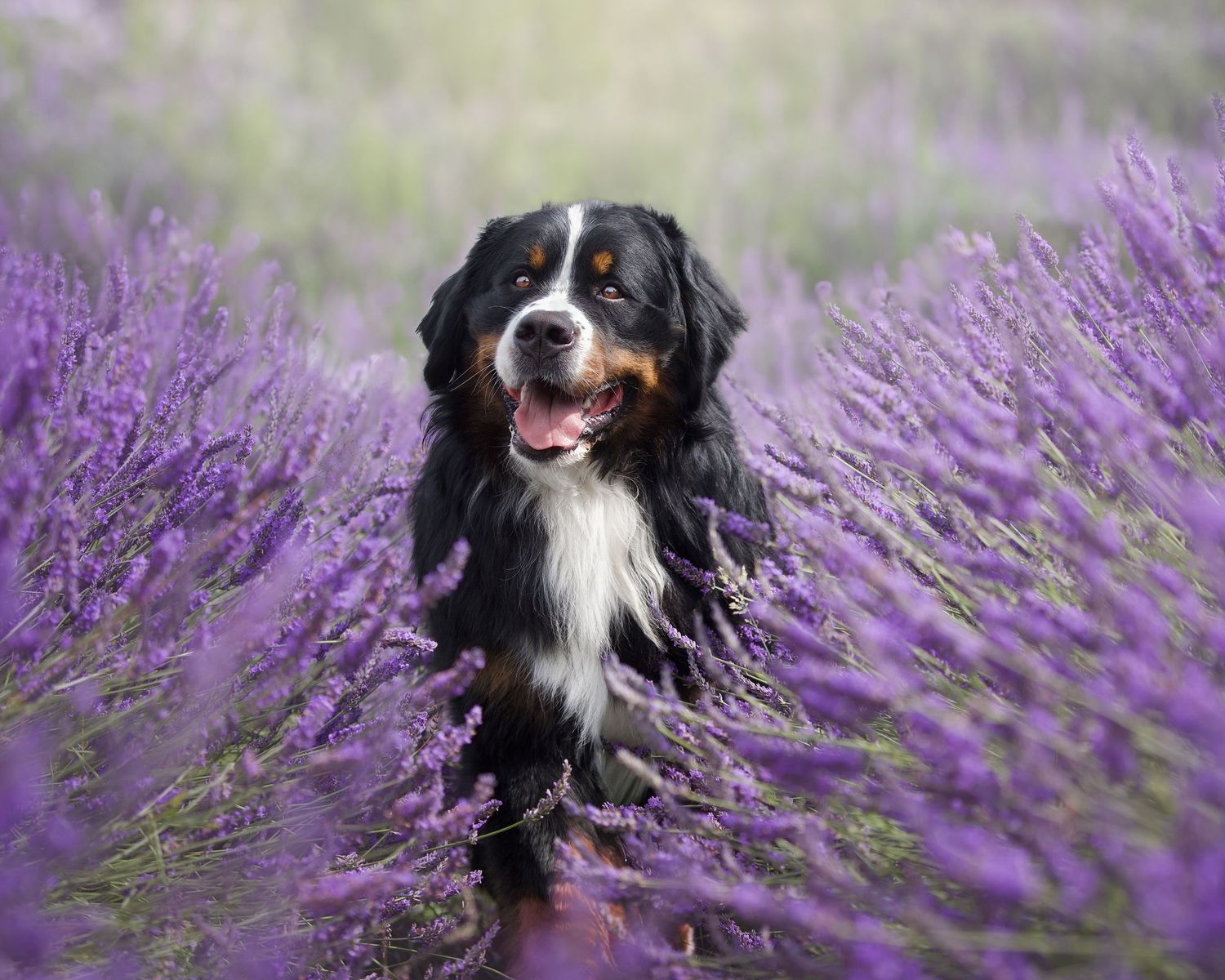 Border collie dog poses happily in blooming purple lavender field during summer photoshoot.