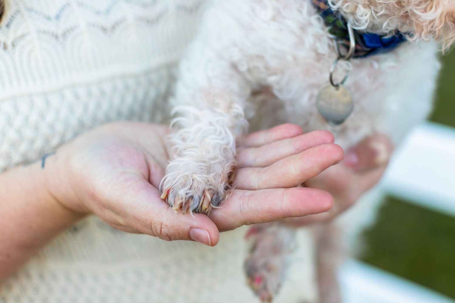 Close up of hands holding tiny white dog paw against lace sweater.