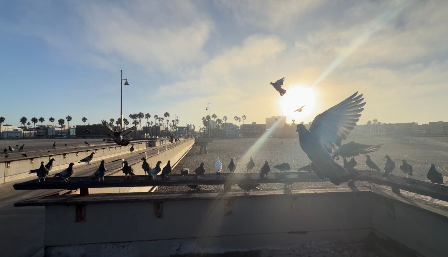 Pigeons flock on a sunlit boardwalk at Venice Beach, with one bird in flight against a golden sunset sky.