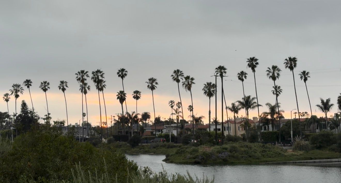 Tall palm trees line a coastal shoreline at sunset with dramatic cloudy skies in the background.