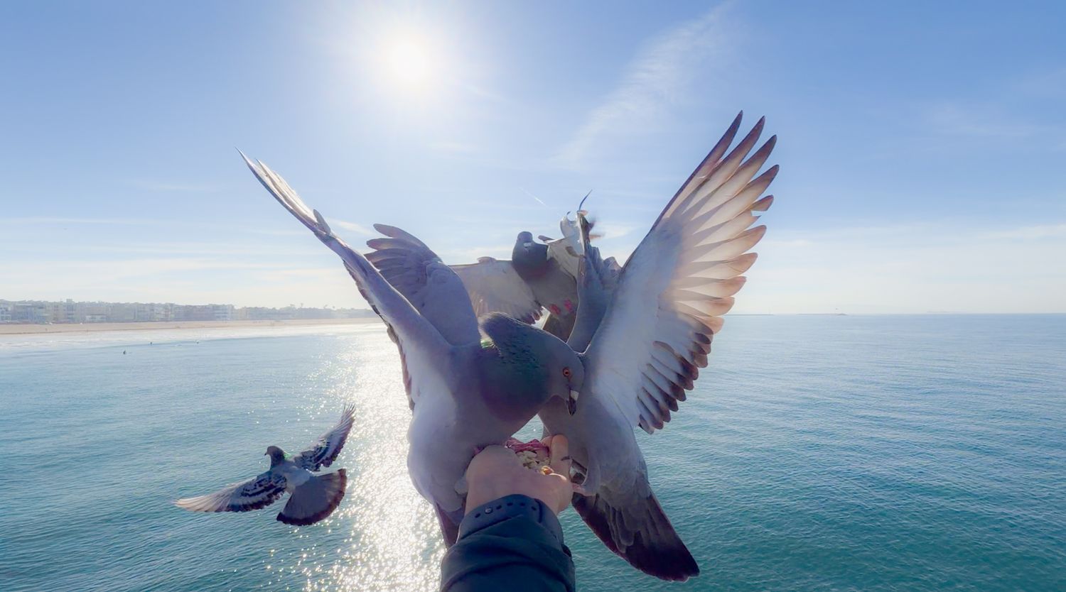 A seagull soars gracefully over calm blue ocean waters with sunlight glinting off the surface.