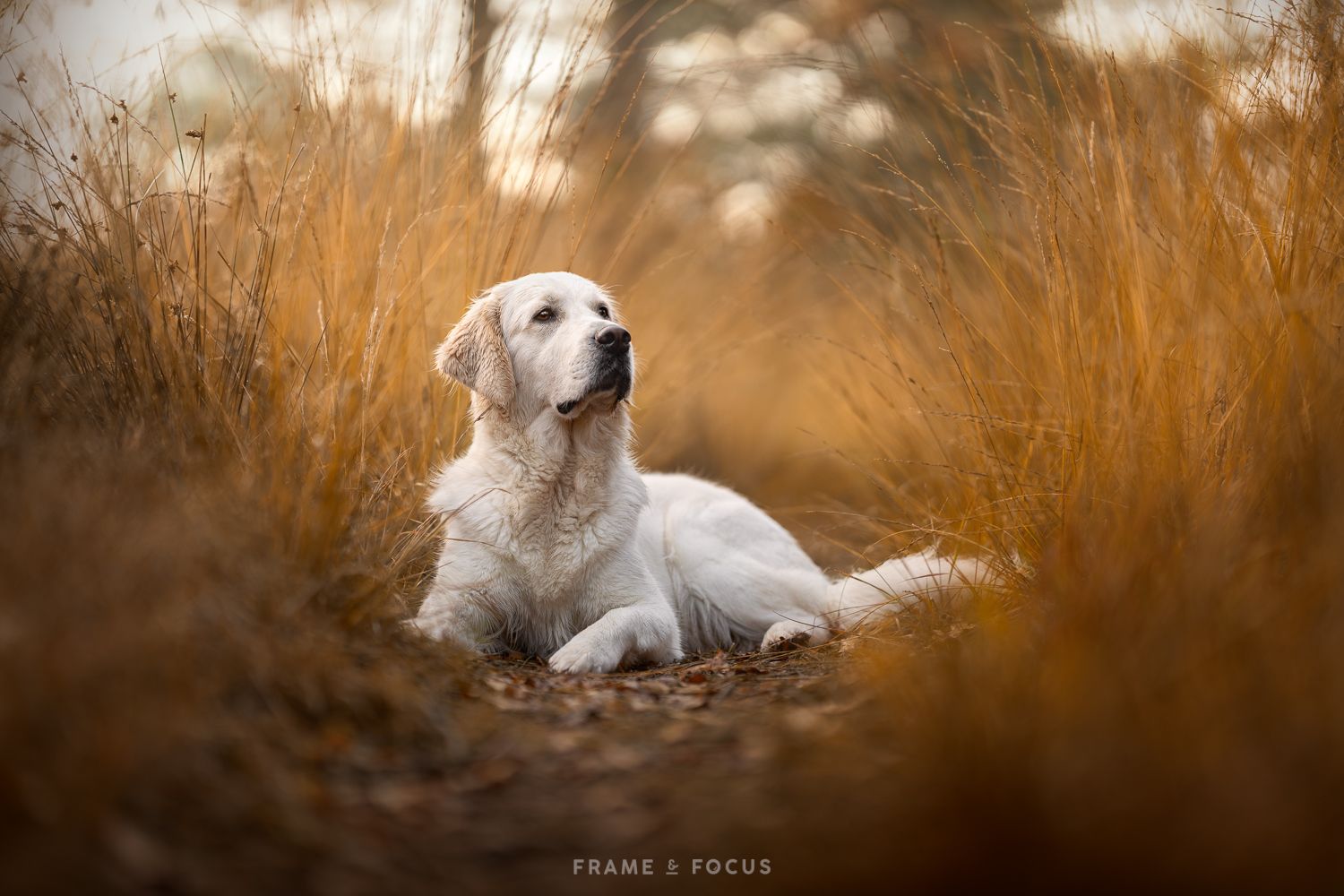 Golden retriever in hoog gras