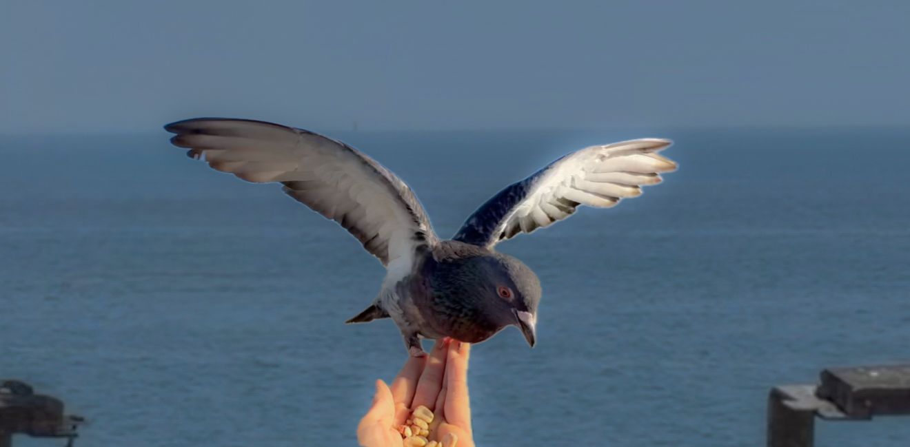 A pigeon spreads its wings while perched on a person's hand with the ocean horizon in the background.