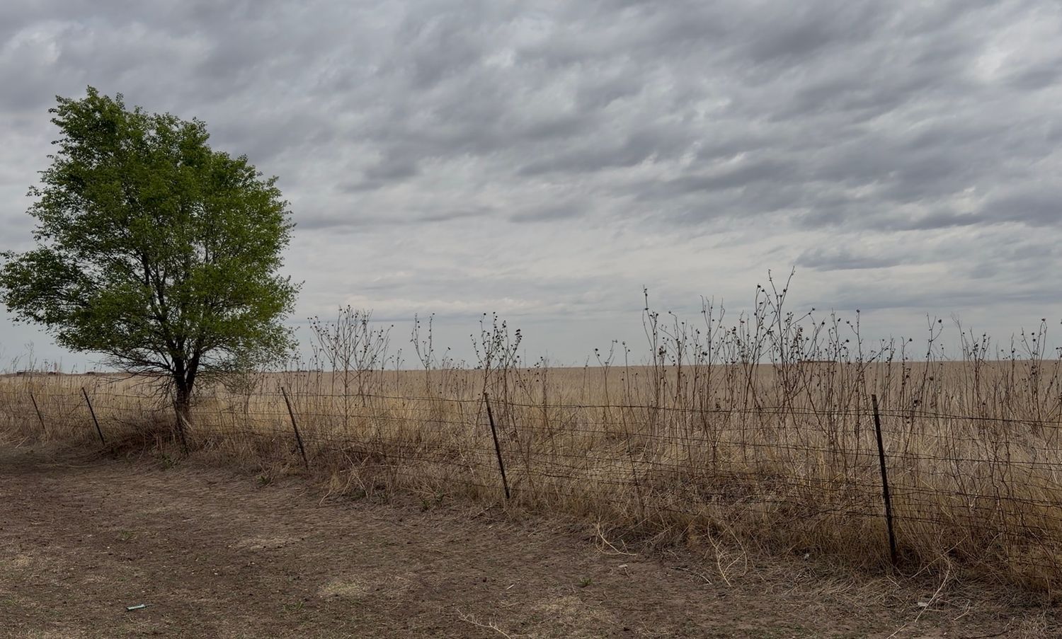A lone green tree stands beside a wire fence in a dry, golden prairie under a dramatic overcast sky.