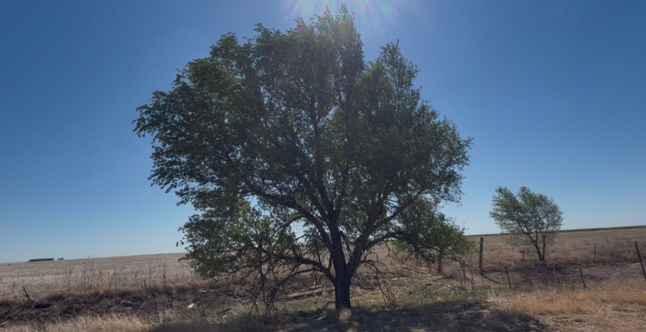 A large solitary tree stands under a clear blue sky in an open rural landscape with dry grassland.