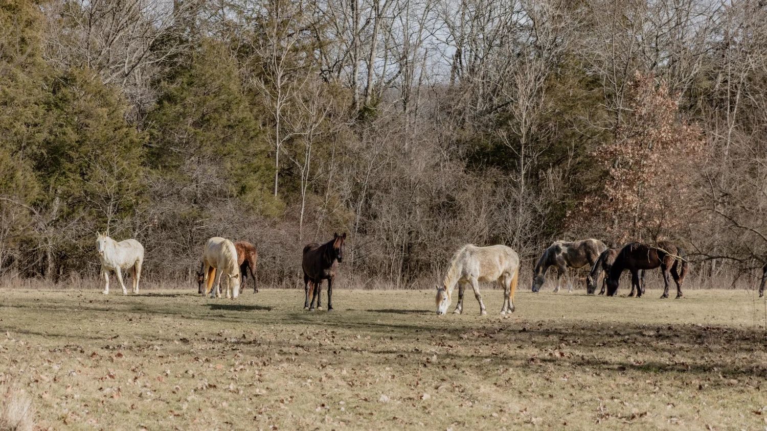 wild horses of shannon county