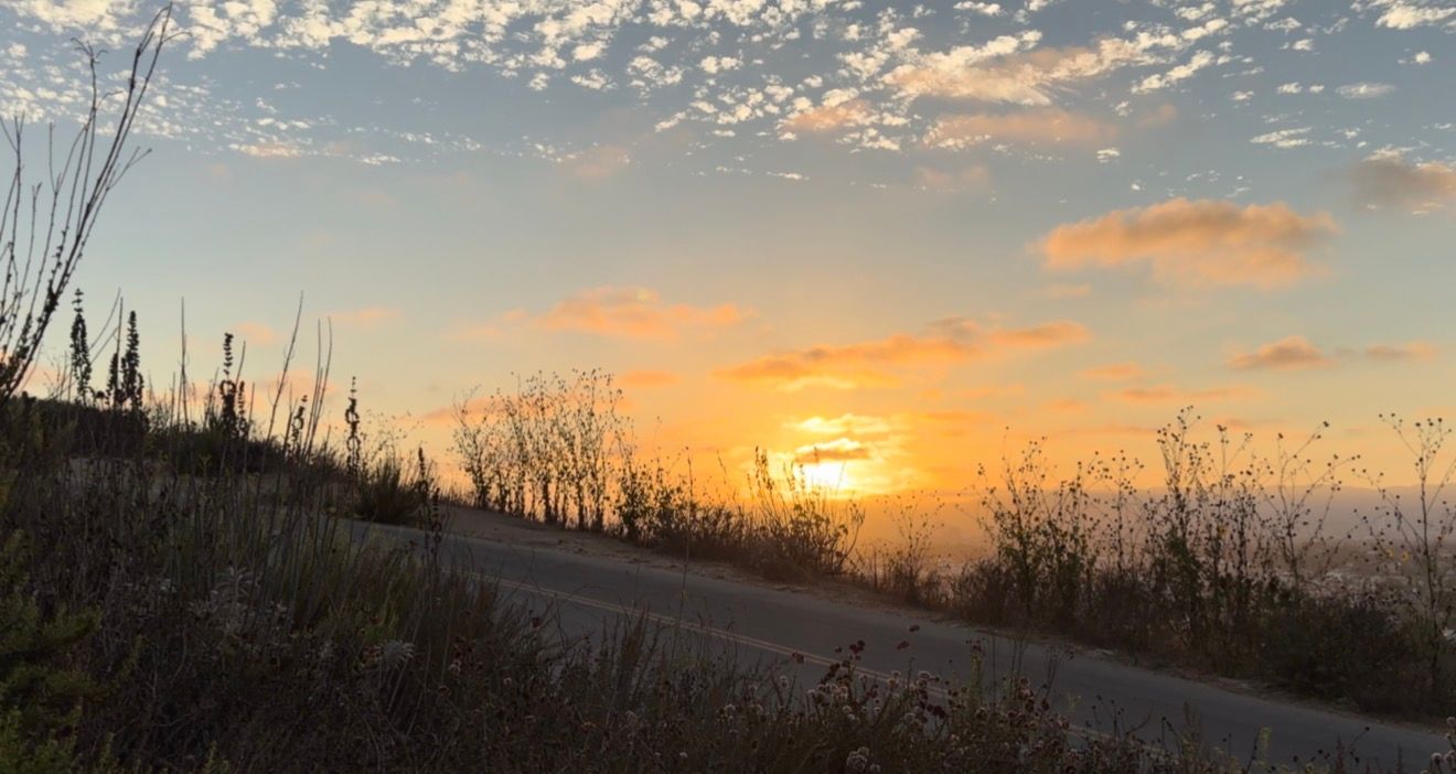 Golden sunset over a scenic road with silhouetted wildflowers and dramatic clouds in a vibrant orange and blue sky.