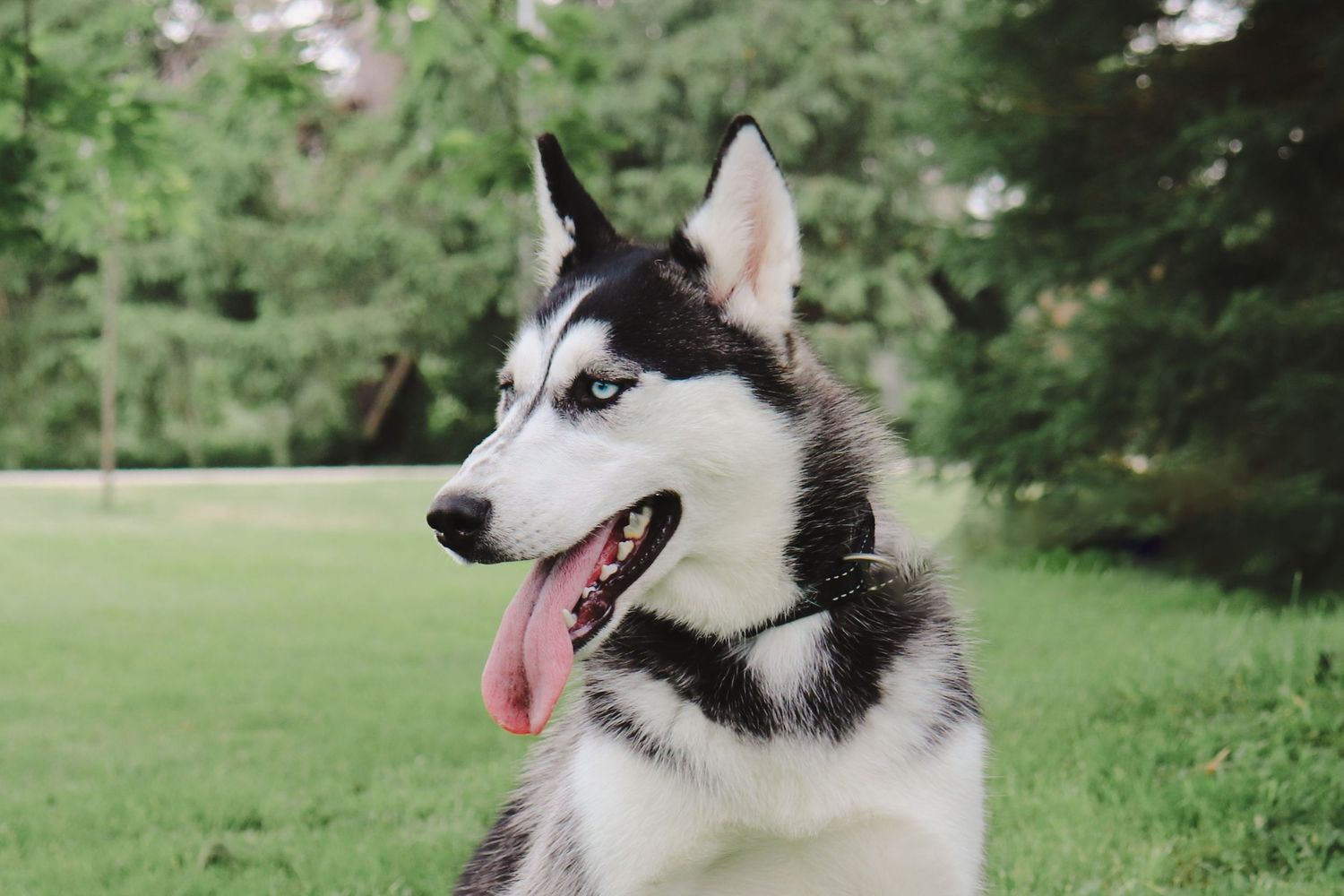 A black and white Siberian Husky with bright blue eyes and pink tongue sits outdoors on green grass.