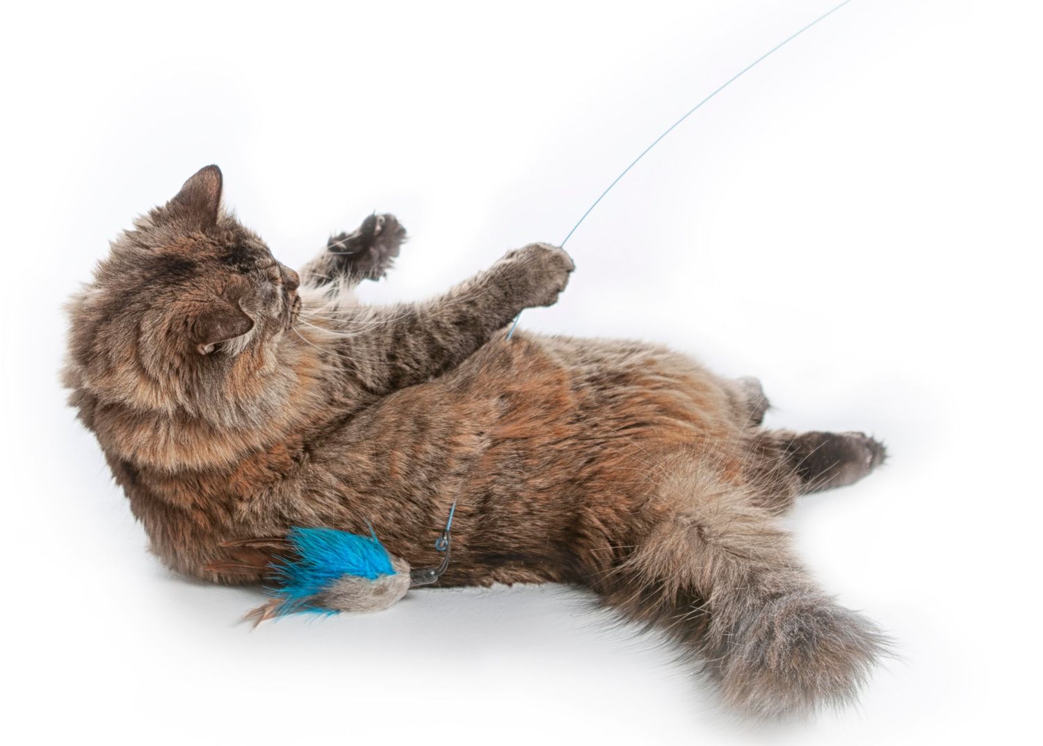 A playful brown long-haired cat lies on its back batting at a blue toy while showing its fluffy belly.