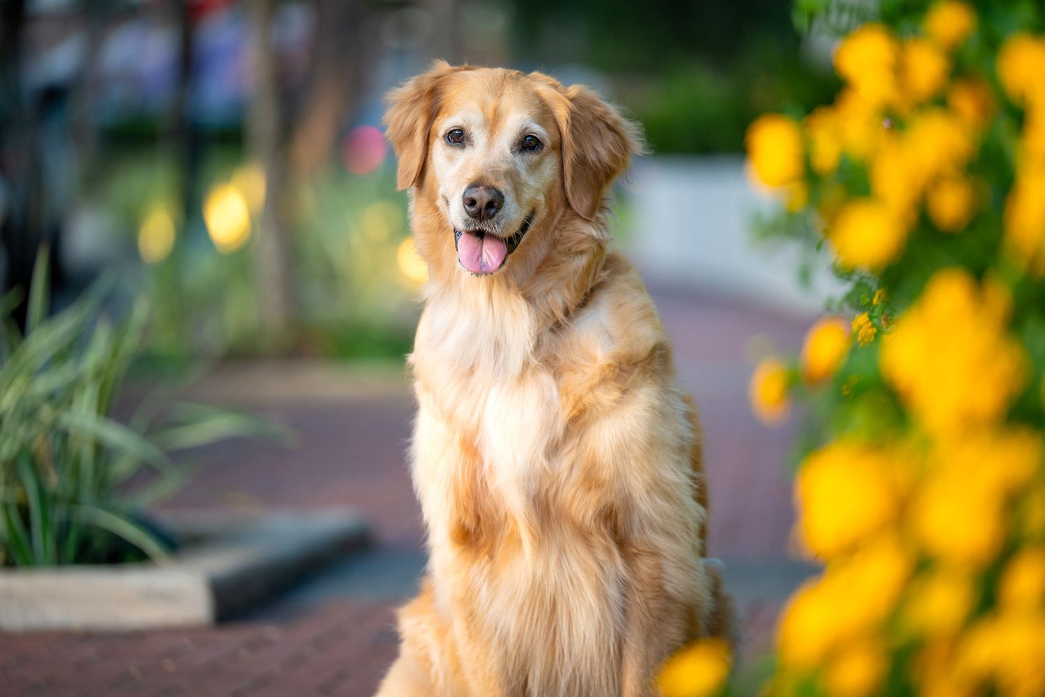 Golden retriever dog poses in Sugar Land garden setting with yellow flowers in background.