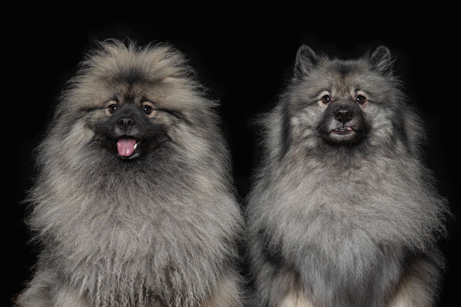 A series of expressive Keeshond dogs with fluffy gray coats showing various playful facial expressions and poses.