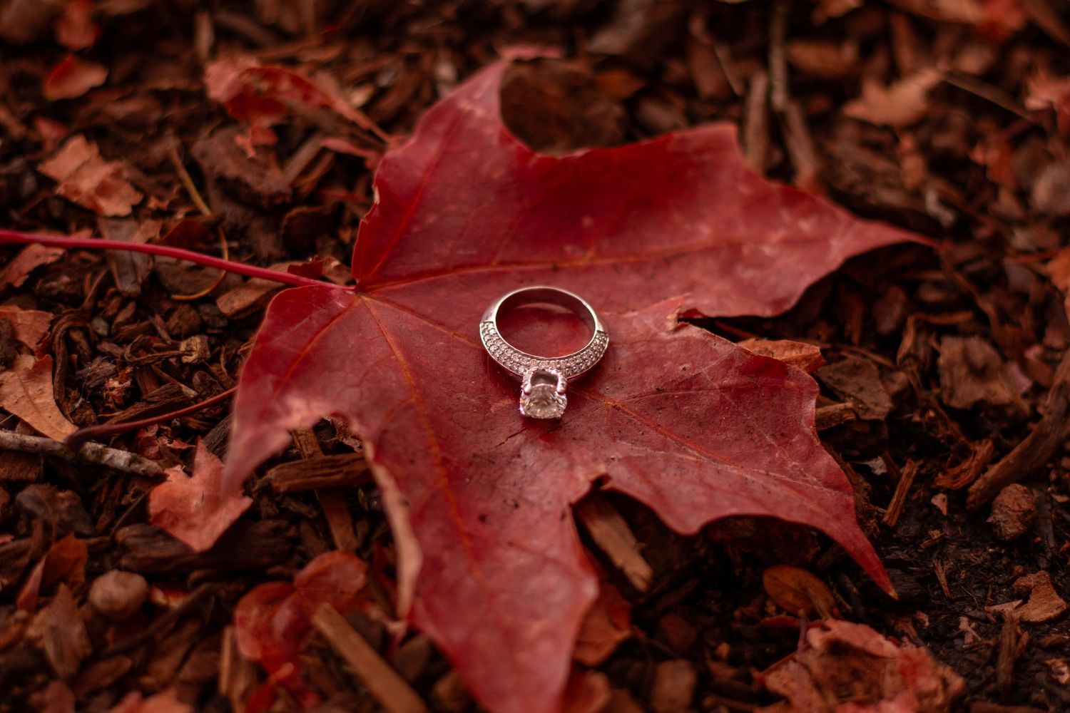 Diamond engagement ring resting on a vibrant red autumn maple leaf.